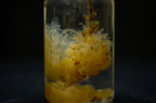Insect Cream Liquid Food