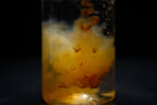 SLR Liquid Food